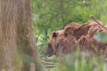 Captured at midday, a European brown bear forages in a forest. Greenery surrounds it as it searches...