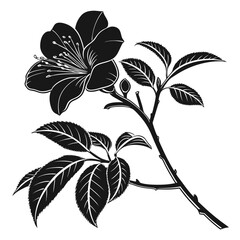 black and white lily