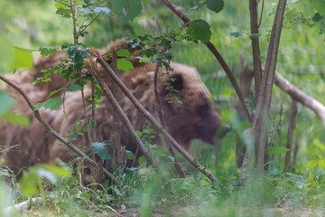 A massive brown bear seeks solitude, navigating the undergrowth of a lush green woodland. The...