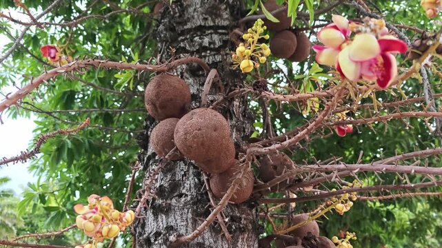 Sala Tree Images – Browse 2,586 Stock Photos, Vectors, and Video