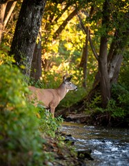 Deer by a stream in a sunlit forest