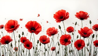 Fototapeta premium A cluster of bright red poppies stands out in the middle of a lush green field under a sunny sky on a white background.