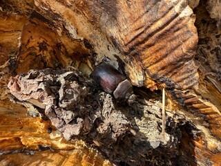 Beetle Resting on Textured Tree Bark in Sunlight