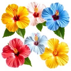 Obraz premium Colorful hibiscus flowers