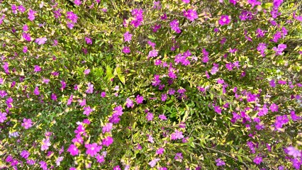 Naklejka premium Vibrant Purple Flowers Blooming in Lush Green Foliage