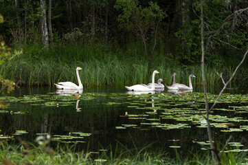 swan family swimming in a lake with water lilies in summer. Finland