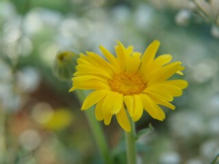 yellow flower in the garden