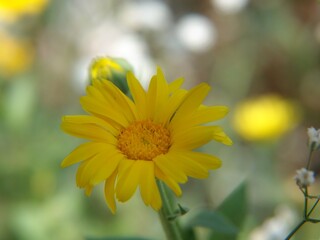 yellow daisy flower