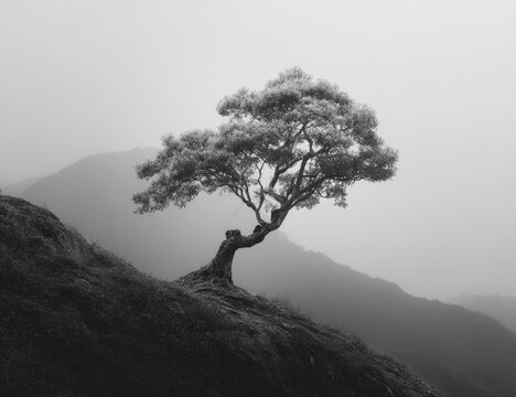 A solitary, windswept tree clings to a rocky hillside, shrouded in a misty, monochromatic landscape