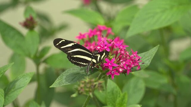 Zebra longwing butterfly rests delicately on bright Egyptian starcluster flowers in the garden