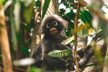 Fototapeta premium Dusky Leaf Monkey (Trachypithecus obscurus) in Khao Sok National Park, Thailand