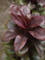 Close-up of tropical plant with glossy dark burgundy and green leaves, showcasing rich color depth...