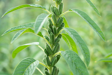 Sesame plants crop in the field