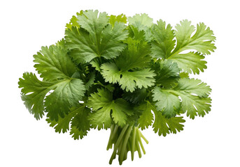 Fototapeta premium Fresh cilantro bunch isolated on transparent background