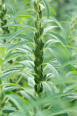Sesame plants crop in the field