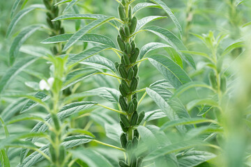 Sesame plants crop in the field
