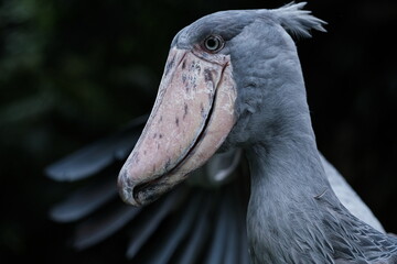 Shoebill (Balaeniceps rex) with a proud expression in zoo enclosure