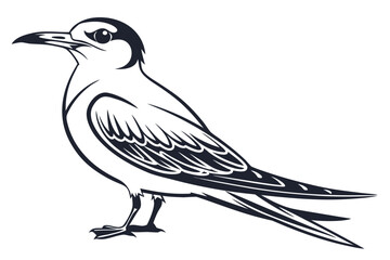 Elegant tern bird vector illustration isolated on white background