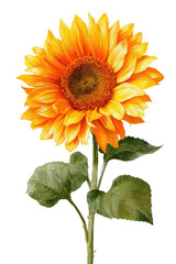Naklejka premium Vibrant sunflower image