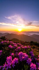 Fototapeta premium Vibrant sunrise over misty mountains, foreground filled with blooming purple flowers