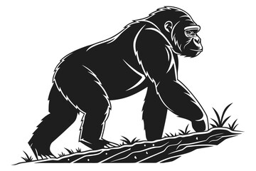 Fototapeta premium Gorilla walking on the ground isolated on white background in black and white