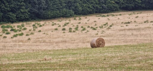 hay bales in the field