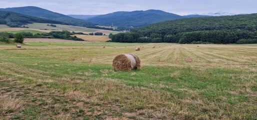 hay bales in the field