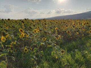 field of sunflowers in the summer