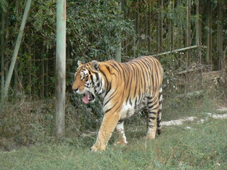 tiger in the zoo