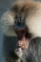 Baboon Portrait Zoo Animal Closeup. A hamadryas baboon stares intensely at the camera, its long,...