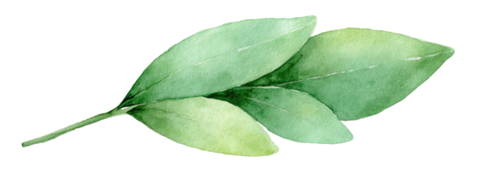Watercolor illustration of a single, stylized leaf