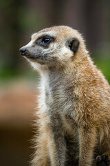 Meerkats are small, social mongooses