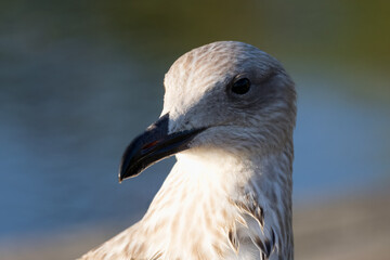 Close-up portrait of a juvenile Caspian Gull against a blue-green water background in the light of a sunny summer sunset.	
