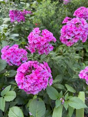 Bright Pink Phlox Flowers in Full Bloom in Garden
