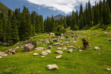 View of a cow  in Tianshan Mountains