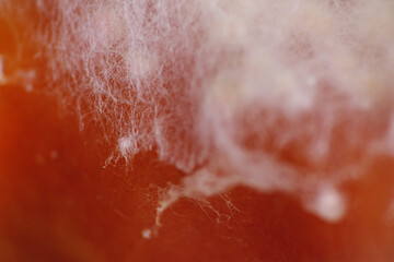 Macro texture of mycelium growth on apple fruit