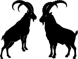 Two majestic ibex with massive curved horns face each other in alpine mountain wildlife confrontation silhouette scene