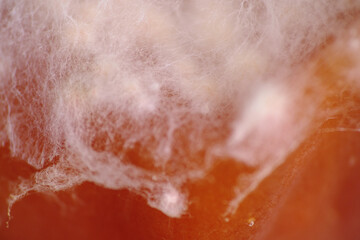 Macro texture of mycelium growth on apple fruit