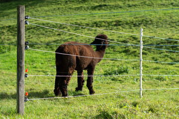 Curious brown alpaca gazes towards lush green pasture under bright sunlight in a peaceful rural...