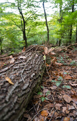 Magic of the German Woods - Details of Wood and Moss. High quality photo