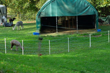 Serene alpacas grazing in a lush green pasture near a cozy shelter under a clear blue sky in early...