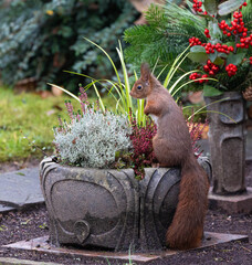 Squirrels sitting on a Flower Pot. High quality photo