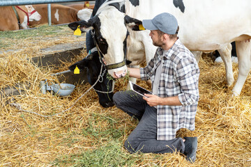 Male agricultural worker inspecting dairy cows with tablet in barn