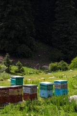View of hives with bees in Tianshan Mountains