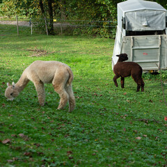 Two alpacas grazing peacefully on a lush green pasture near a shelter surrounded by trees during a...