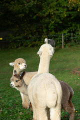 A group of curious alpacas joyfully roams around a sunny afternoon, enjoying the warm weather in a...