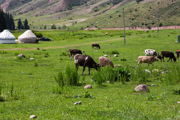 View of a cows grazing in Tianshan Mountains