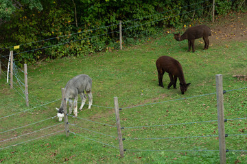 Grazing alpacas enjoy a calm afternoon in a serene rural field surrounded by greenery and rustic fences in early autumn
