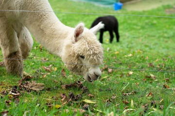 Soft and serene encounter with a curious alpaca in a lush green pasture under a gentle autumn sky...