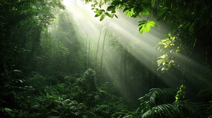 Lush rainforest bathed in sunlight